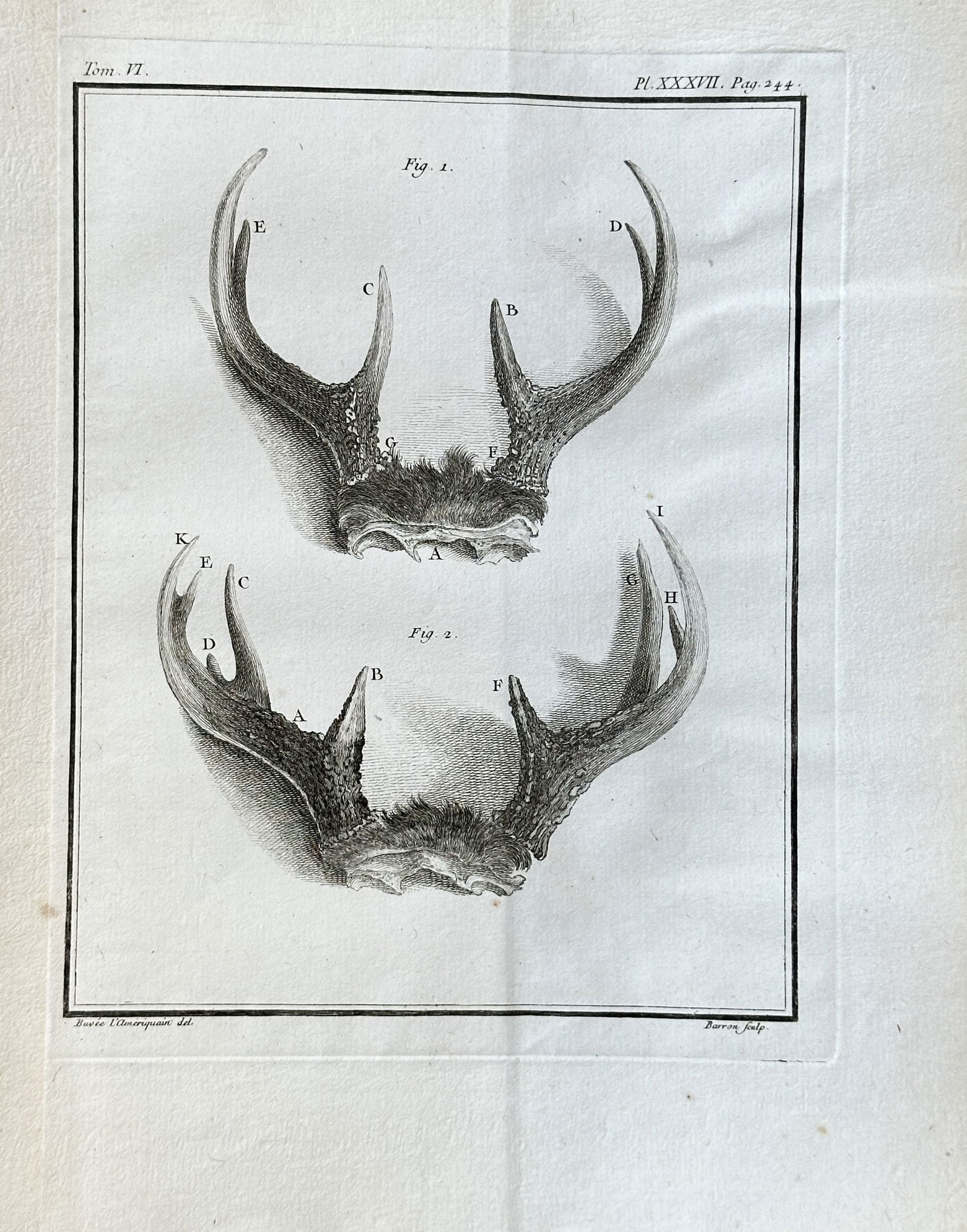 Georges Louis Leclerc, Comte de Buffon – Anatomical Study of Antlers – Engraving (1756) (1 of 3)