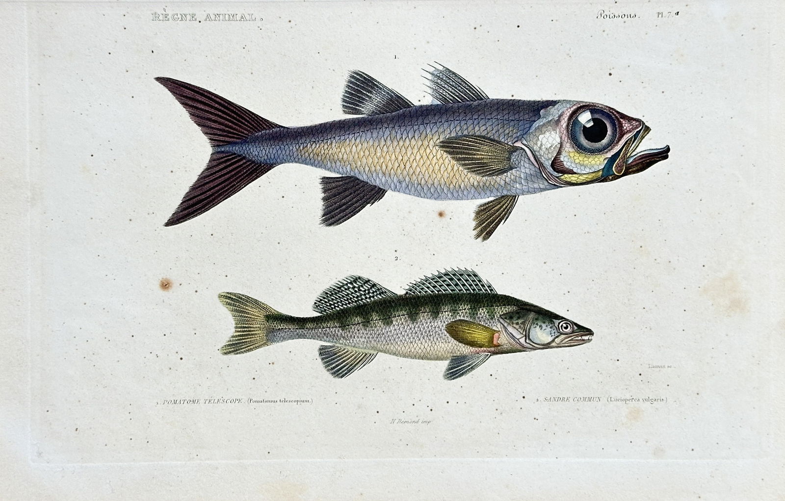 Georges Cuvier (1769–1832) – Myctophum Noctilucum and Lucioperca Sandra: This hand-coloured engraving, from Georges Cuvier's "Le Règne Animal," illustrates two distinct species of fish. The top figure, identified as "Myctophum noctilucum" (a species of lanternfish), is ch