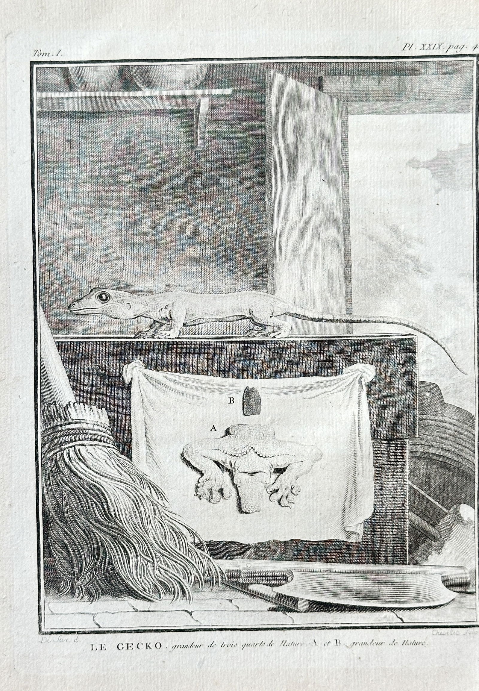 Jacques Eustache de Sève (1747–c. 1820) – The Gecko – Engraving (1776) (1 of 3)