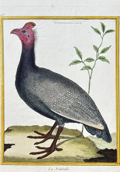 Francois-Nicolas Martinet (1731–1800) – The Guinea Fowl – Engraving, Hand-coloured (1 of 3)