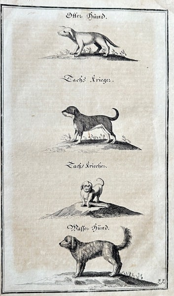Hans Friedrich von Fleming (1679–1731) – Studies of Hunting Dogs: Otter Hound (1 of 3)