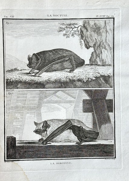 Jacques Eustache de Sève (1747–c. 1820) – The Noctule and Serotine Bats – Engraving: This engraving, with separate illustrations for each species, depicts two bats: "LA NOCTULE" (the Noctule bat) in a natural, rocky setting and "LA SEROTINE" (the Serotine bat) in a domestic environmen