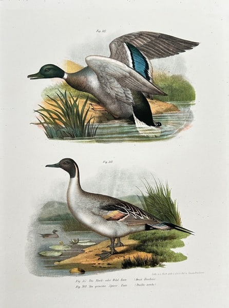 Leopold Fitzinger (1802–1884) – The Mallard and Common Pintail Duck – Lithograph: This hand-coloured lithograph features two detailed illustrations of duck species. The upper figure depicts a Mallard in flight, with its wings spread to show its colorful plumage. The lower figure il
