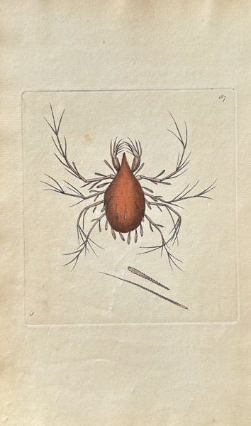 Frederick Nodder (active 1770–1786) – Acarus Holosericeus – Engraving, Hand-coloured (1 of 3)