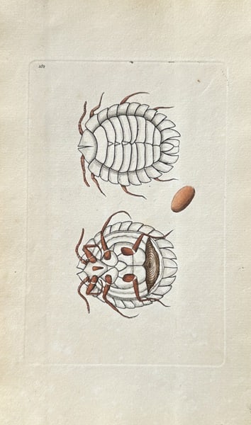 Frederick Polydore Nodder (active 1770–1800) – Oniscus Armadillo (The Pill Bug) (1 of 3)