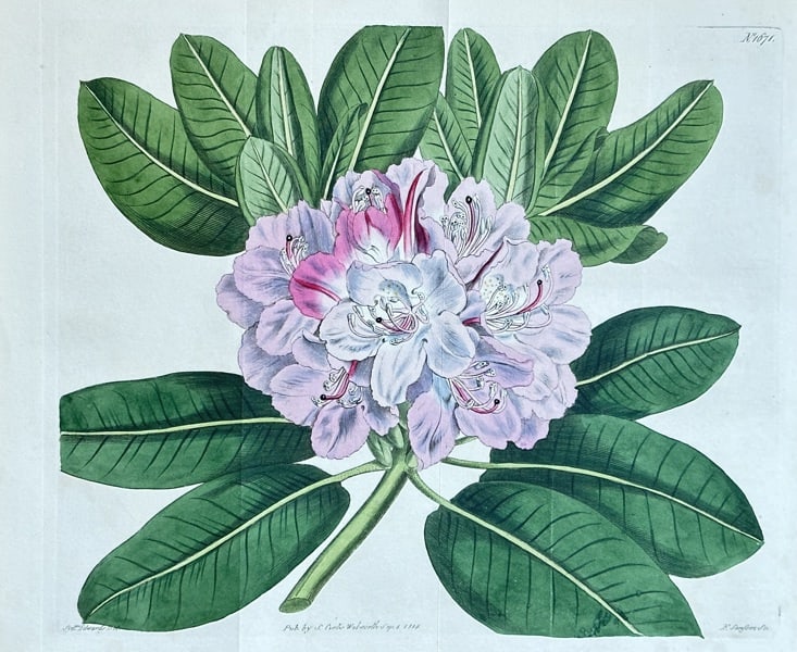 Samuel Curtis (1746–1799) – Rhododendron – Hand-coloured engraving (1794): A vibrant hand-coloured engraving depicting a large cluster of Rhododendron blossoms. The flowers are rendered in shades of light pink and purple, with white stamens and delicate veining, all set agai