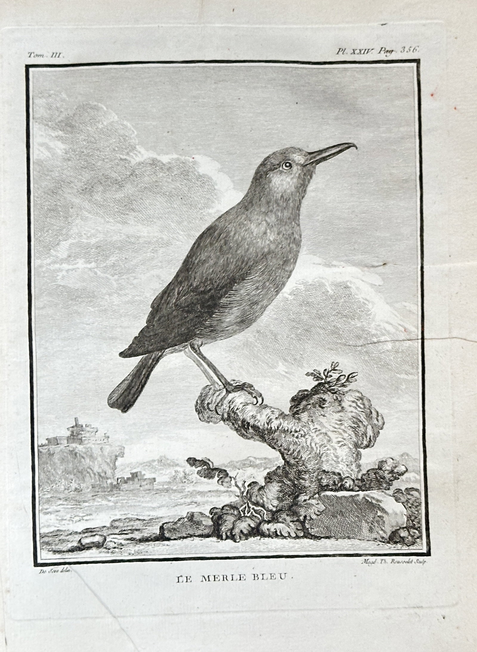 Georges Louis Leclerc, Comte de Buffon (1707–1788) – The Blue Blackbird – Engraving (1779): This engraving, from the publication Histoire Naturelle des Oiseaux, depicts a blue blackbird perched on a branch, with a landscape and building in the background. The work is a detailed scientific il