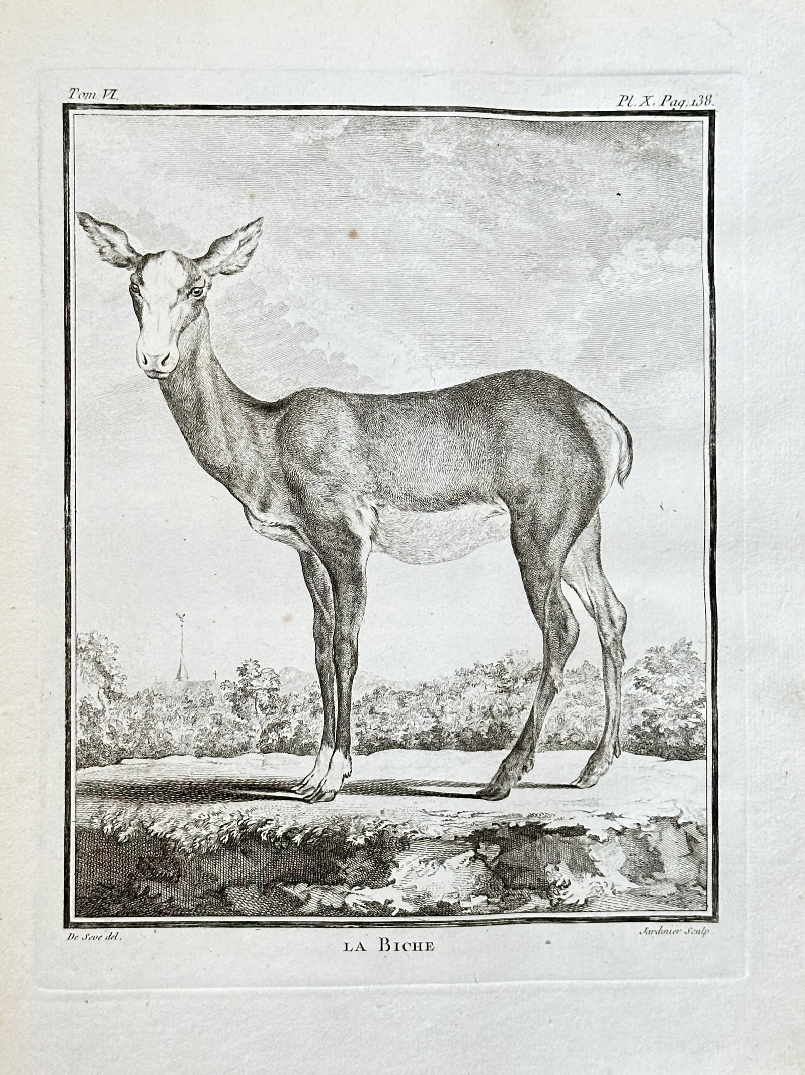 Georges Louis Leclerc, Comte de Buffon (1707–1788) – The Hind – Engraving (1764): This engraving from the publication Histoire Naturelle is a scientific illustration depicting a hind, or female deer, standing in a landscape. The work provides a detailed view of the animal, showcasi