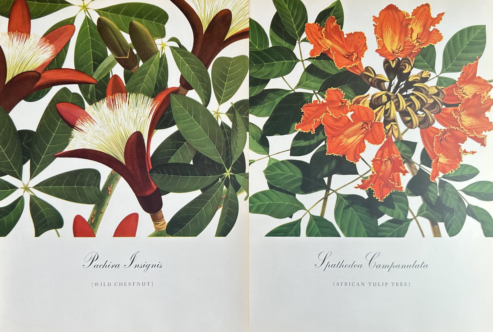 Bernard & Harriet Pertchik (1900–1983) – Set of 2: Lagerstroemia Speciosa and Samanea Saman (1 of 3)
