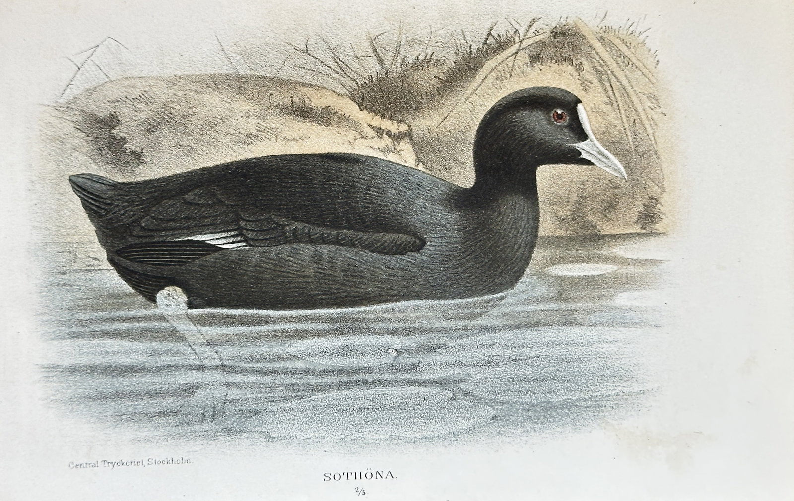 Fredrik Oscar Guldberg (1845-1919) – Sothöna (Common Coot) – Chromolithograph (1881) (1 of 3)