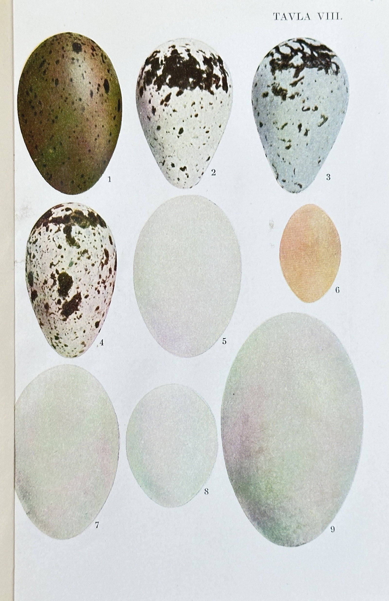 Fredrik Oscar Guldberg (1845-1919) – Bird Eggs – Chromolithograph (1881) (1 of 3)