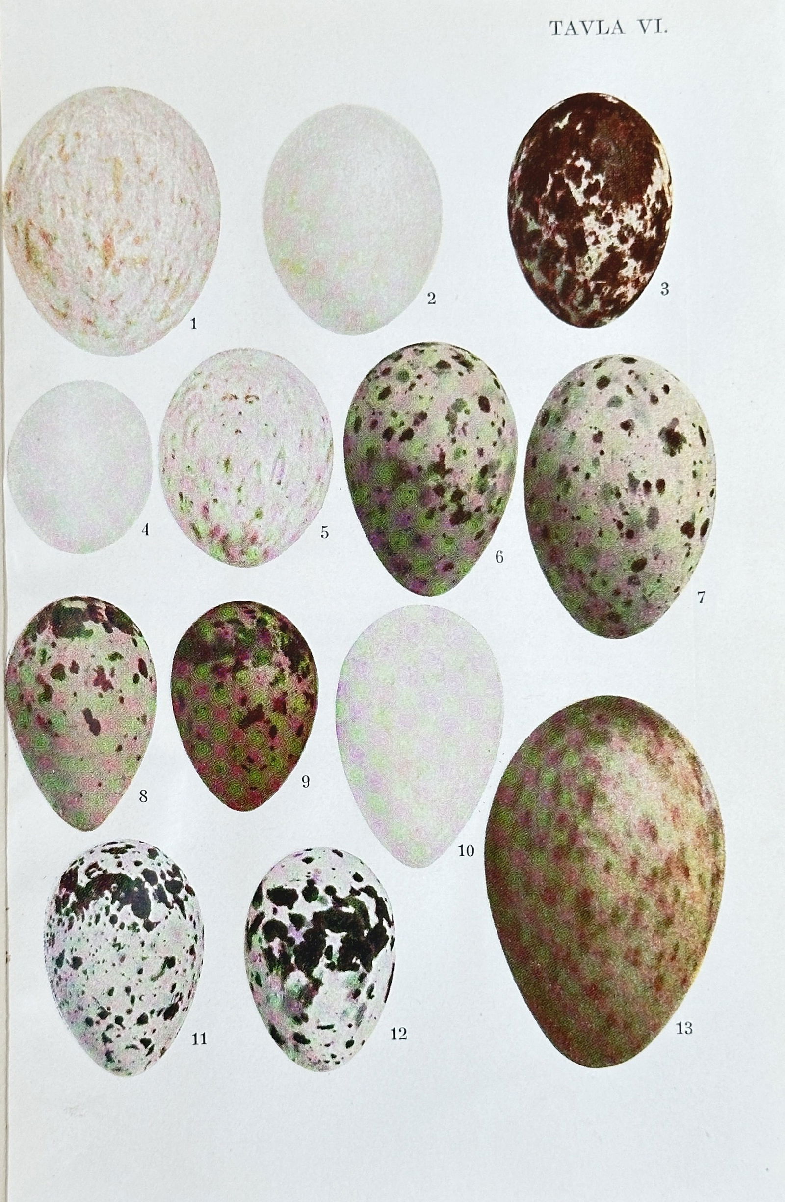 Fredrik Oscar Guldberg (1845-1919) – Fågelägg (Bird Eggs) – Chromolithograph (1881) (1 of 3)