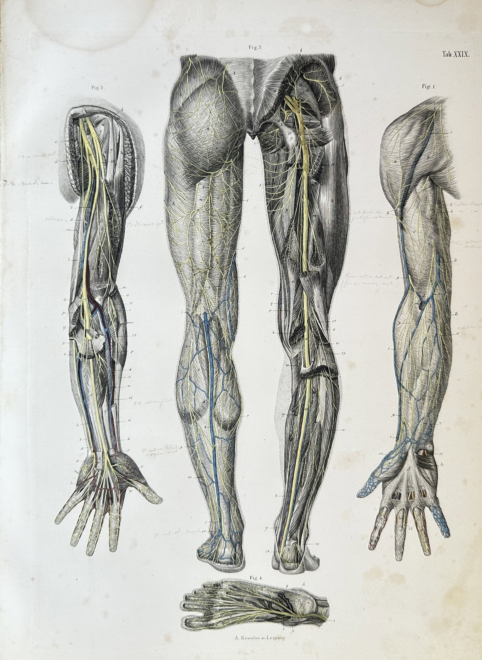 Carl Ernest Bock (1809–1874) – Anatomical Study of the Vascular Systems (1 of 3)
