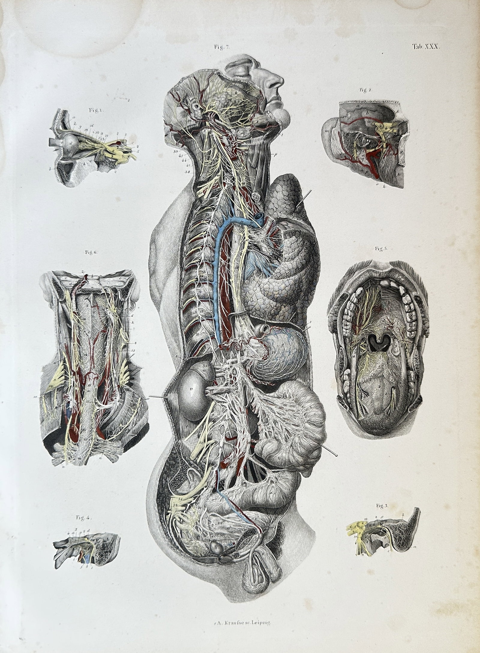 Carl Ernest Bock  – Anatomy of the Human Head and Torso – Hand-coloured Engraving (1 of 3)