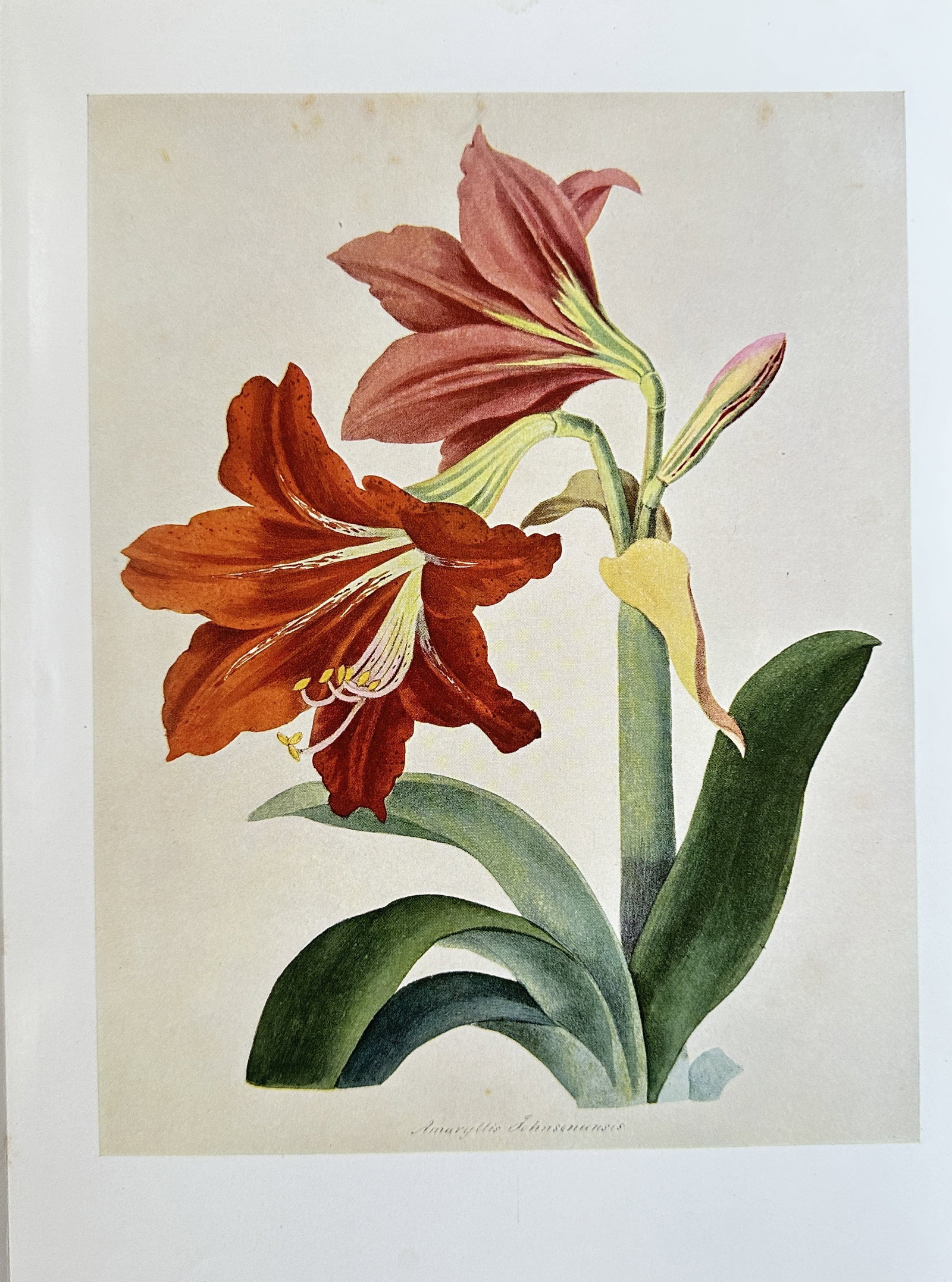 Walter Hood Fitch (1817–1892) – Amaryllis Johnsonii – Hand-coloured lithograph (Circa 1850) (1 of 3)