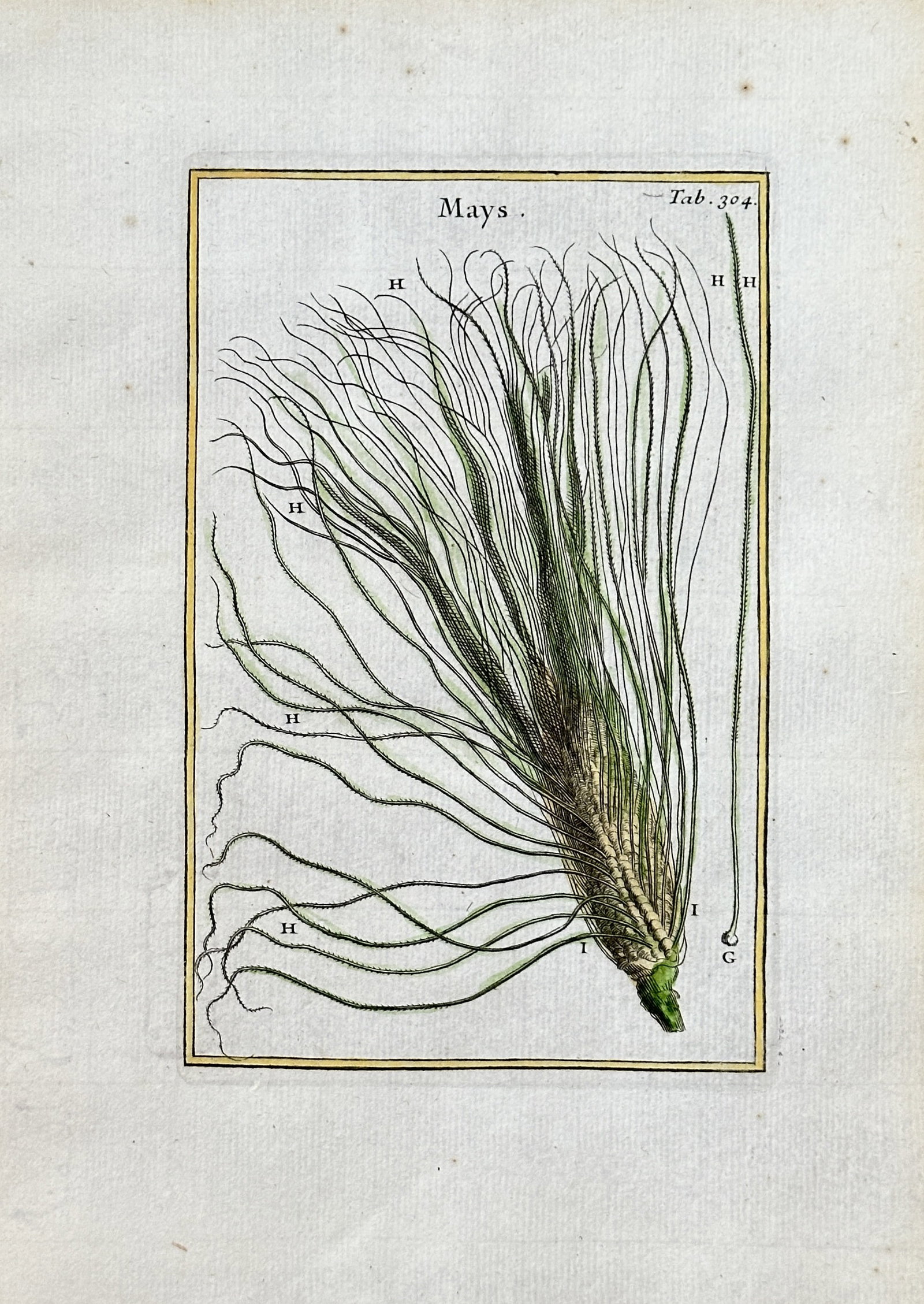 Joseph Pitton de Tournefort (1656-1708) – Mays – Engraving (1700s): This hand-coloured engraving is from "Institutiones Rei Herbariae" by Joseph Pitton de Tournefort, a foundational work in botany. The print depicts "Mays," or maize, with detailed lines and hand-appli
