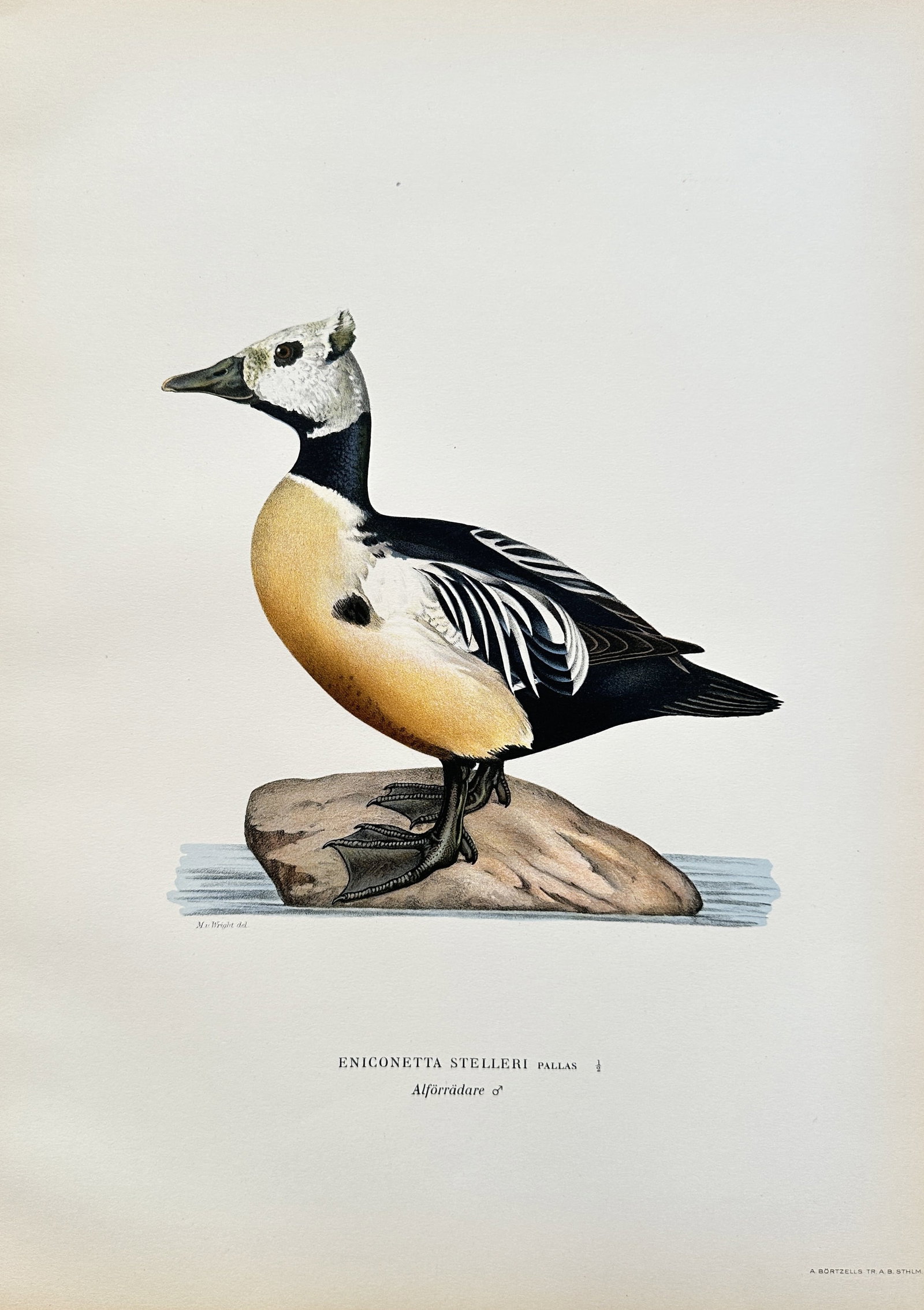 Magnus von Wright (1805-1868) – Steller's Eider – Chromolithograph (1 of 2)