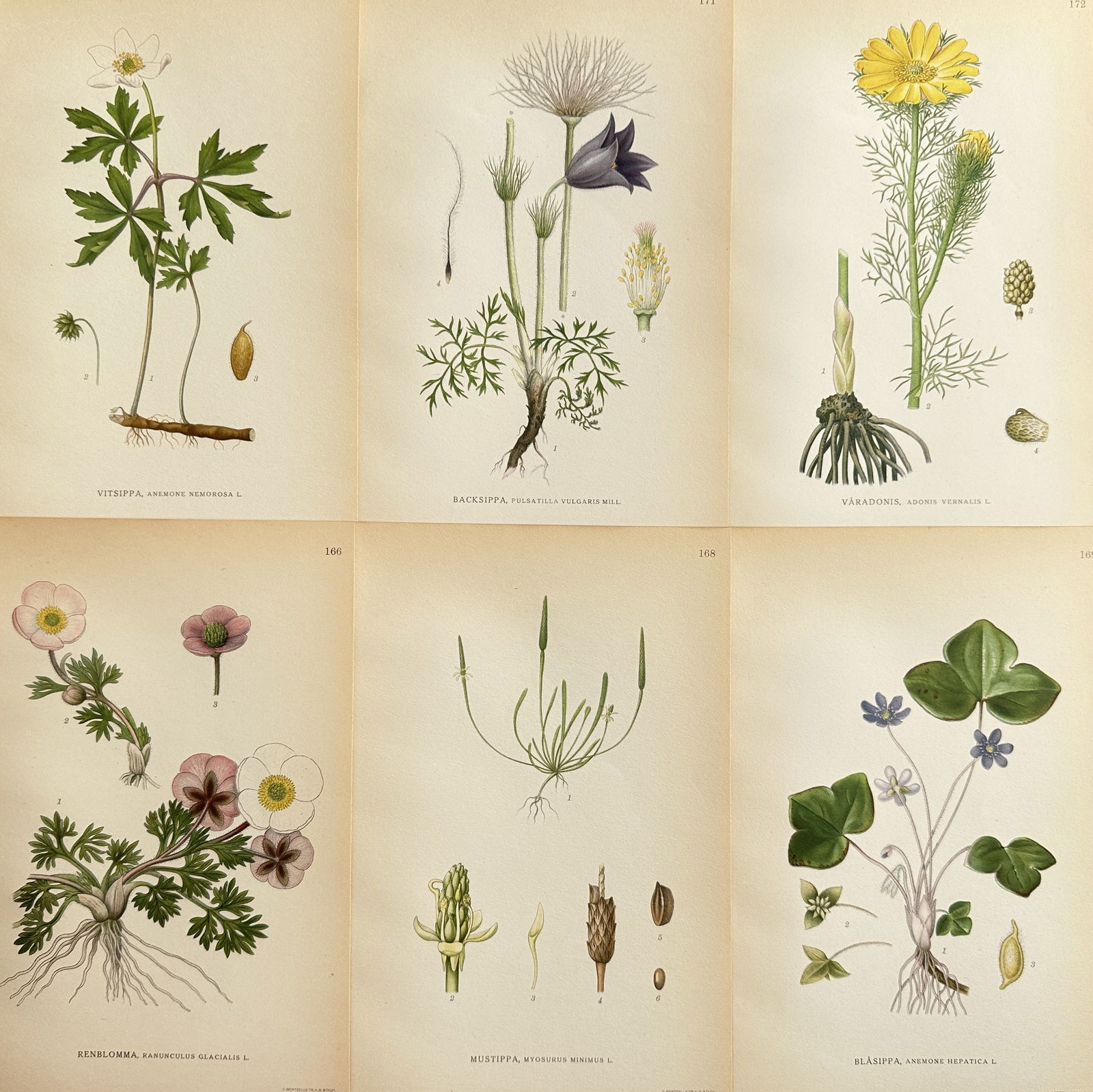 Carl Axel Magnus Lindman (1856-1928) – Set of 6: Wood Anemone and Pasque Flower (1 of 2)