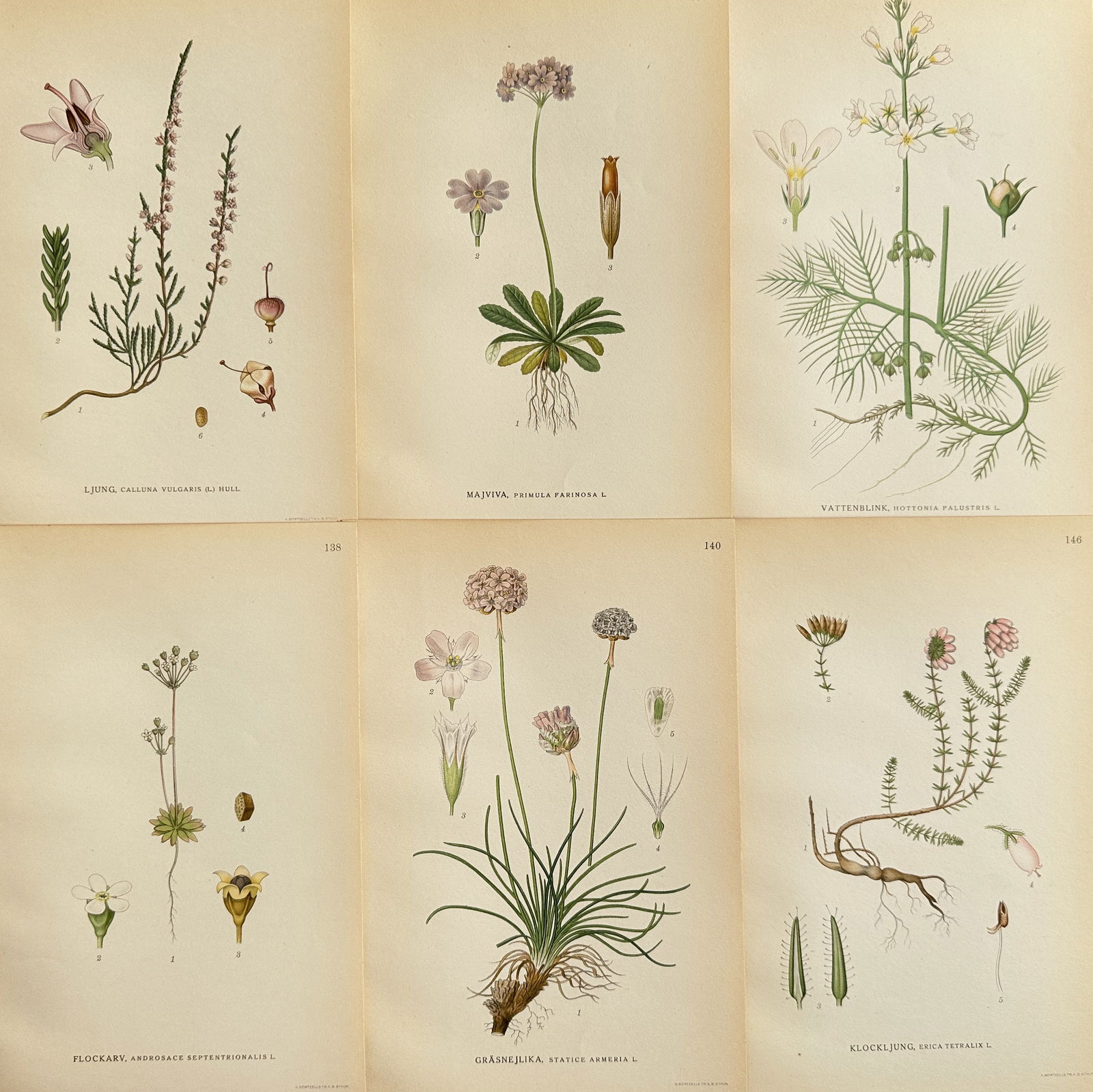 Carl Axel Magnus Lindman (1856-1928) – Set of 6: Common Heather and Bird's-eye Primrose (1 of 2)