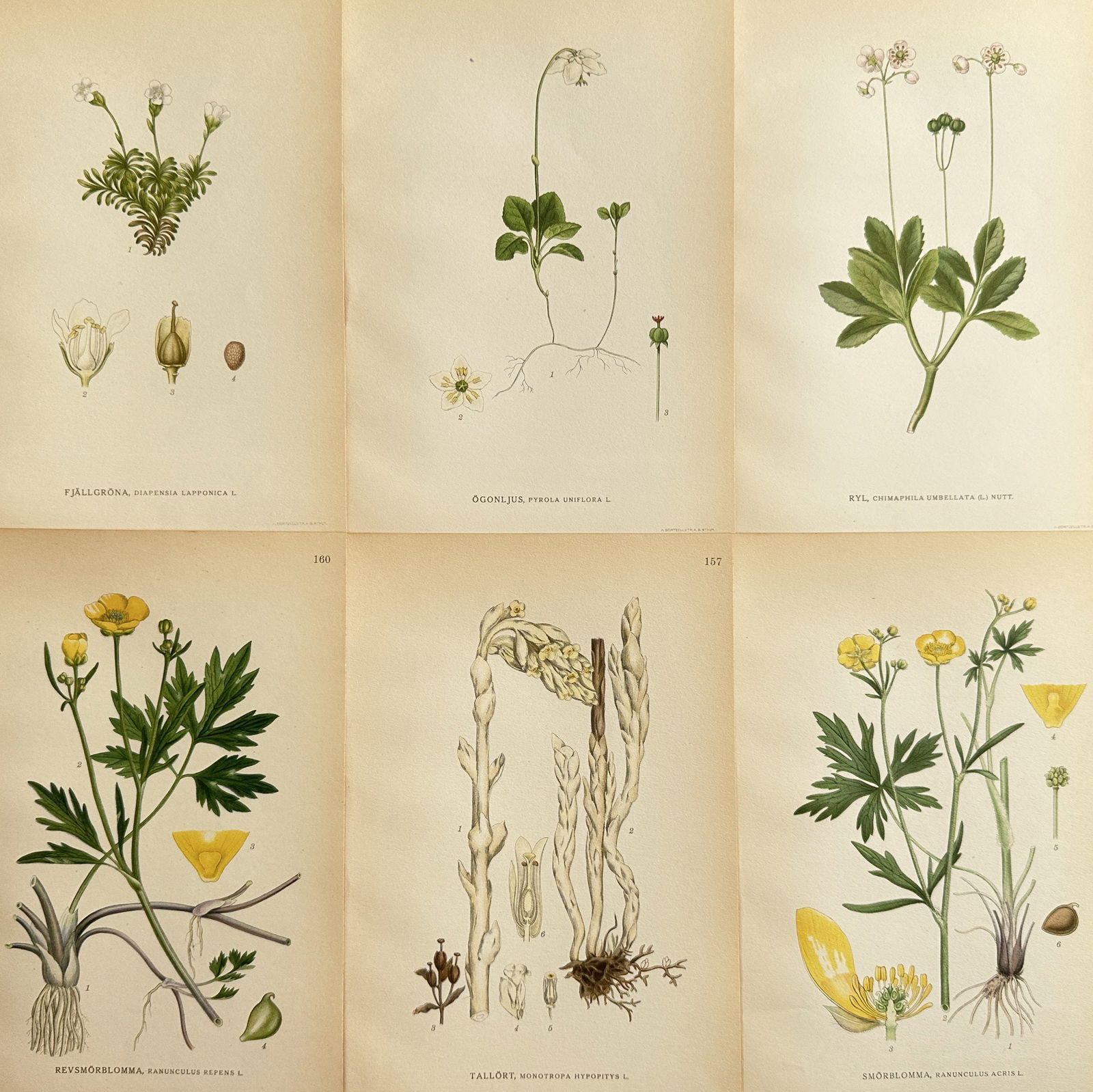 Carl Axel Magnus Lindman (1856-1928) – Set of 6: Diapensia and Wood Nymph (1 of 2)