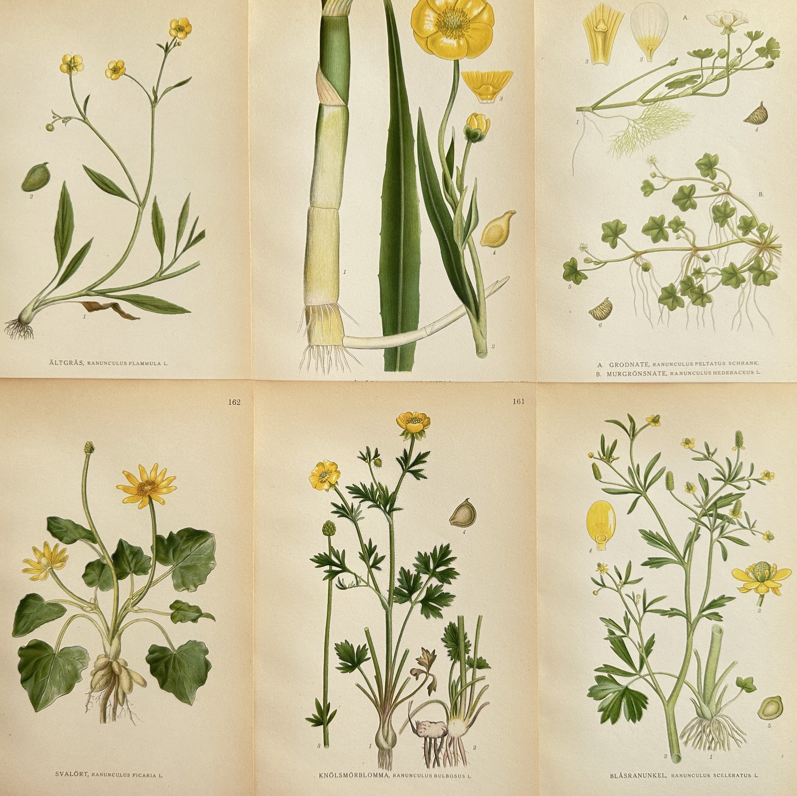 Carl Axel Magnus Lindman (1856-1928) – Set of 6: Lesser Spearwort and Lesser Celandine (1 of 2)