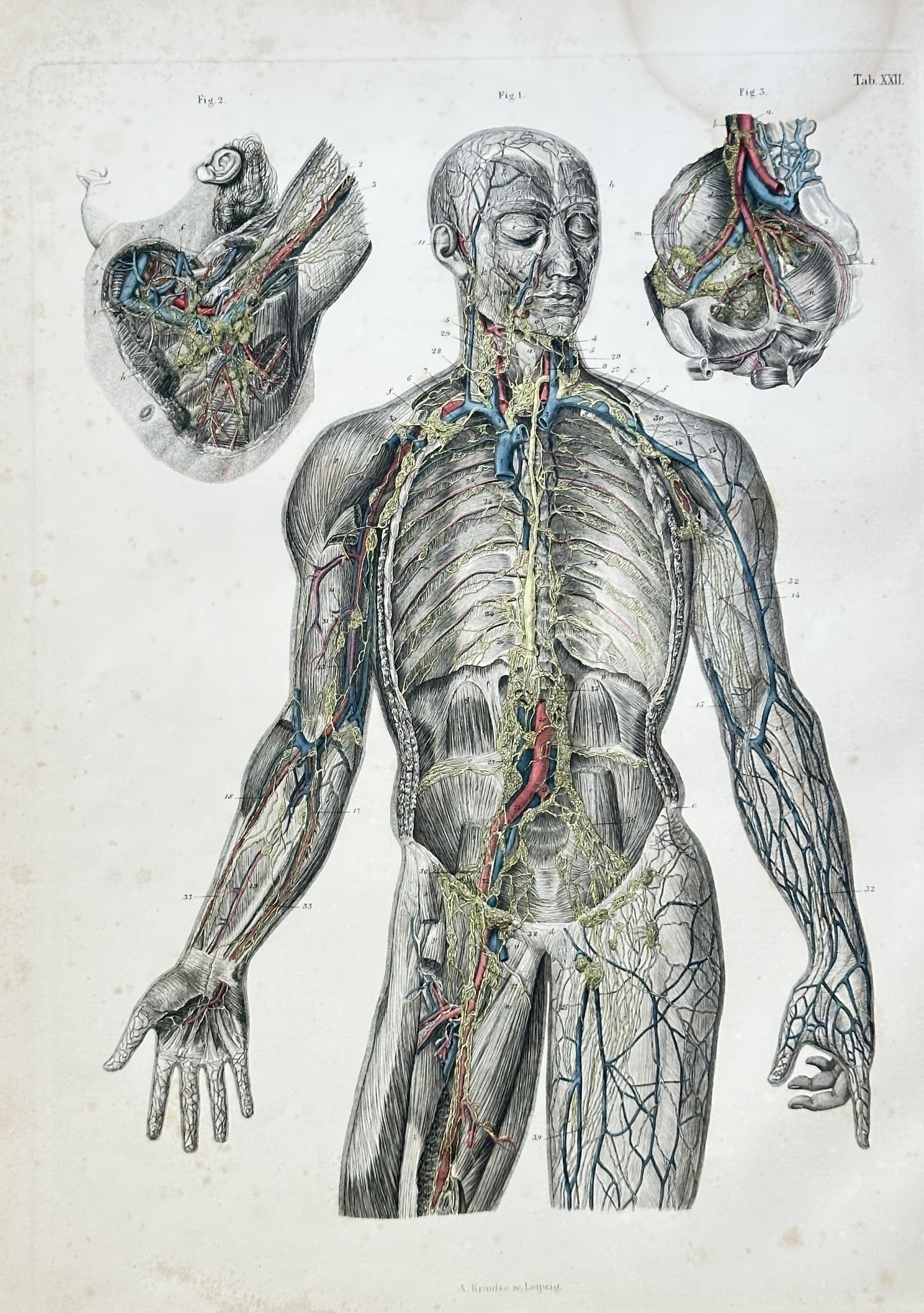 Carl Ernest Bock – The Human Circulatory and Lymphatic System – Engraving, coloured: This detailed anatomical engraving, titled Anatomical Study of the Nervous and Vascular Systems, is from the publication Handbuch der Anatomie des Menschen (Handbook of Human Anatomy) by Carl Ernest B