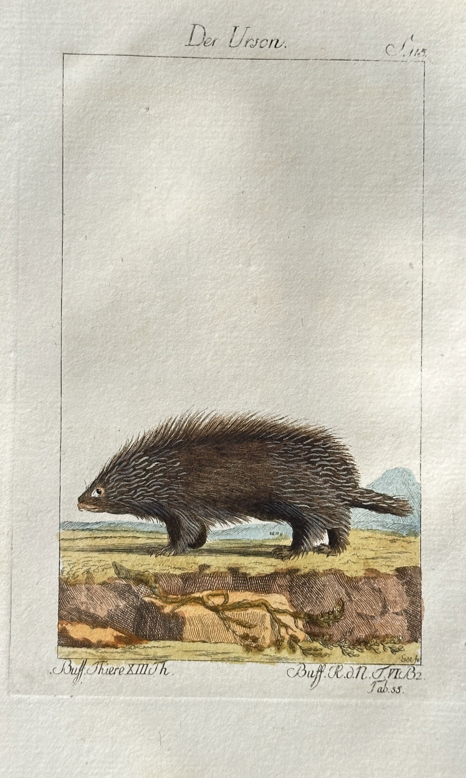 Georges Louis Leclerc, Comte de Buffon – The Urson (North American Porcupine) – Engraving (1 of 3)