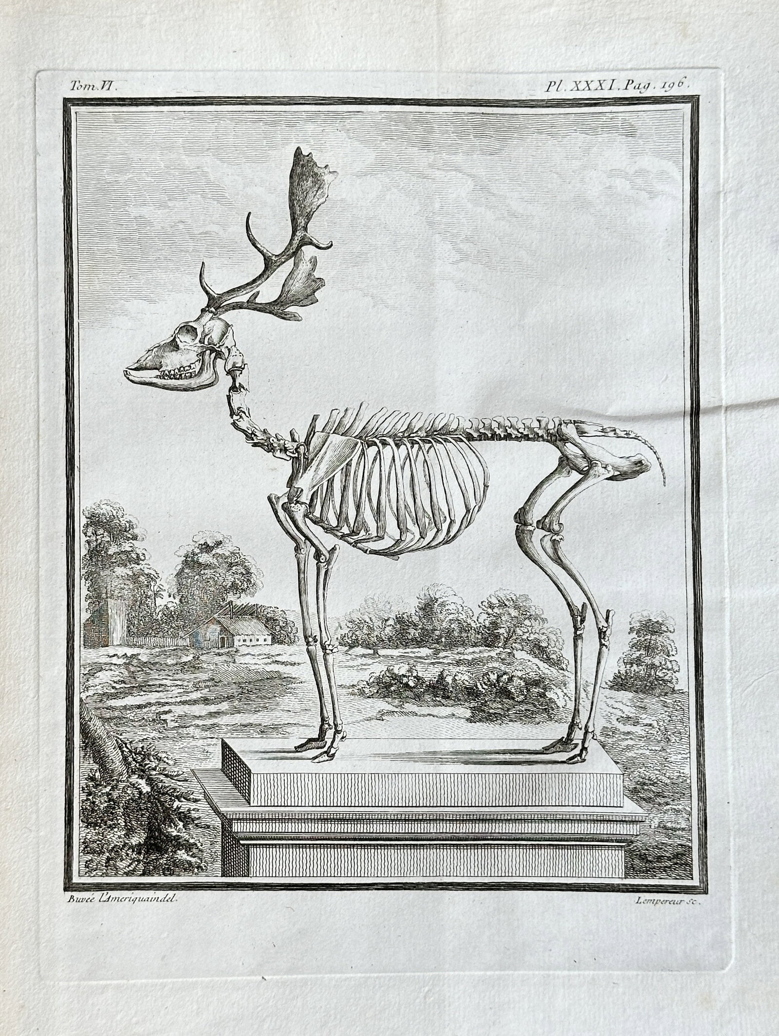 Georges Louis Leclerc, Comte de Buffon; François-Nicolas Bugée – Skeleton of a Fallow Deer (1 of 3)
