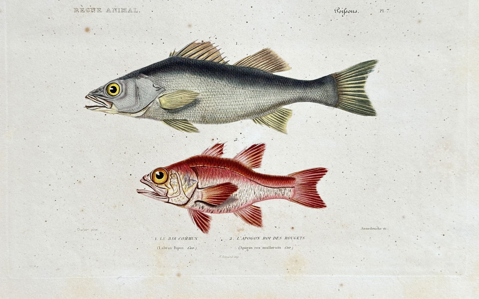 Georges Cuvier – Labrax Lupus and Apogon Rex Mullorum – Engraving, Hand-coloured (1 of 3)