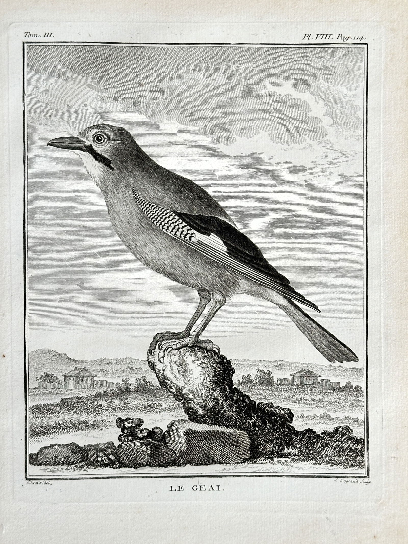 Jacques Eustache de Sève (1747–c. 1820) – The Jay – Engraving (1774) (1 of 3)