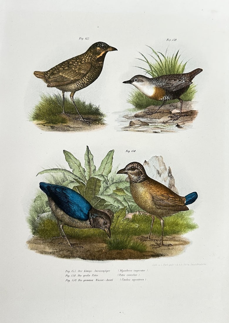 Leopold Fitzinger – Thrushes, Pitta, and Dipper – Lithograph, Hand-coloured (c. 1863) (1 of 3)