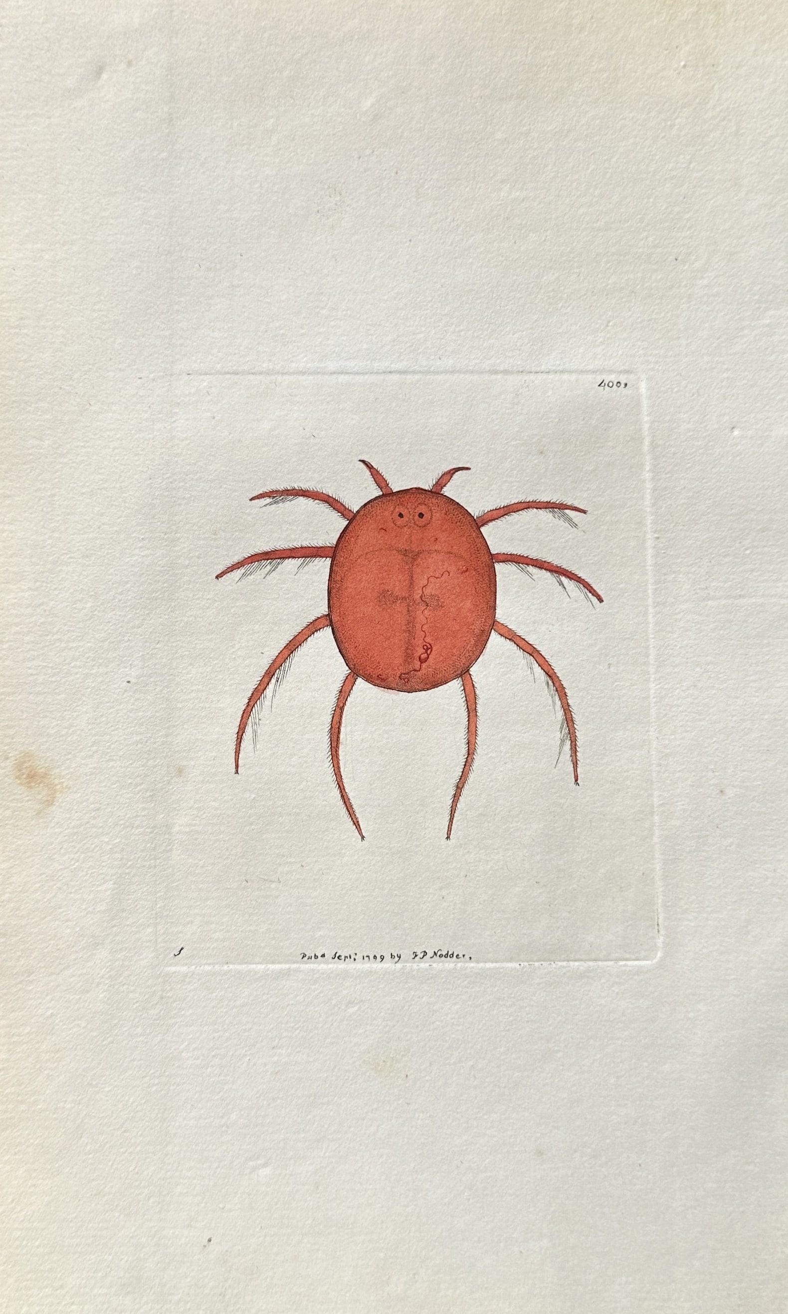 Frederick Polydore Nodder (active 1770–1800) – Acarus Gamasus – Engraving, Hand-coloured (1 of 3)