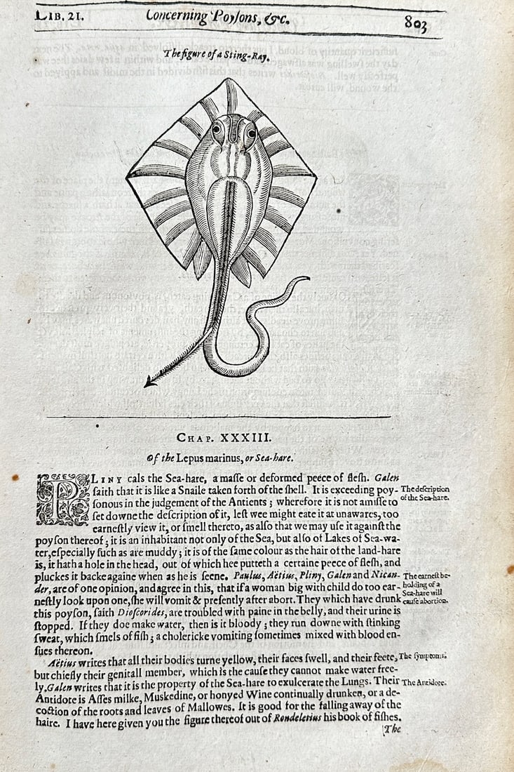 Ulisse Aldrovandi (1522–1605) – Figure of a Stingray – Woodcut (1608) (1 of 3)