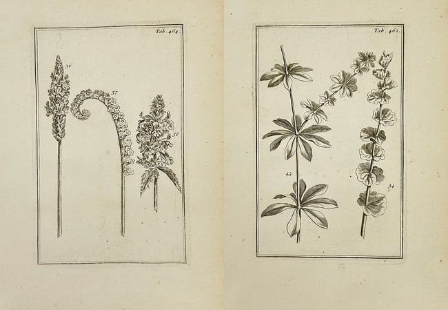 Joseph Pitton de Tournefort – Set of 2: Botanical Studies of Inflorescence (1 of 3)