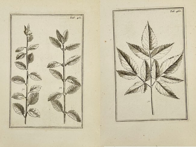 Joseph Pitton de Tournefort – Set of 2 Botanical Leaf Studies & Arrangements (1 of 3)