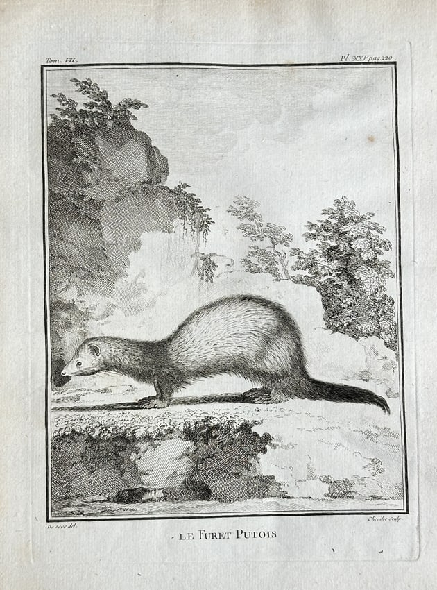 Jacques de Sève (fl. 1742–1788) – The Ferret Polecat (Le Furet Putois) (1 of 3)