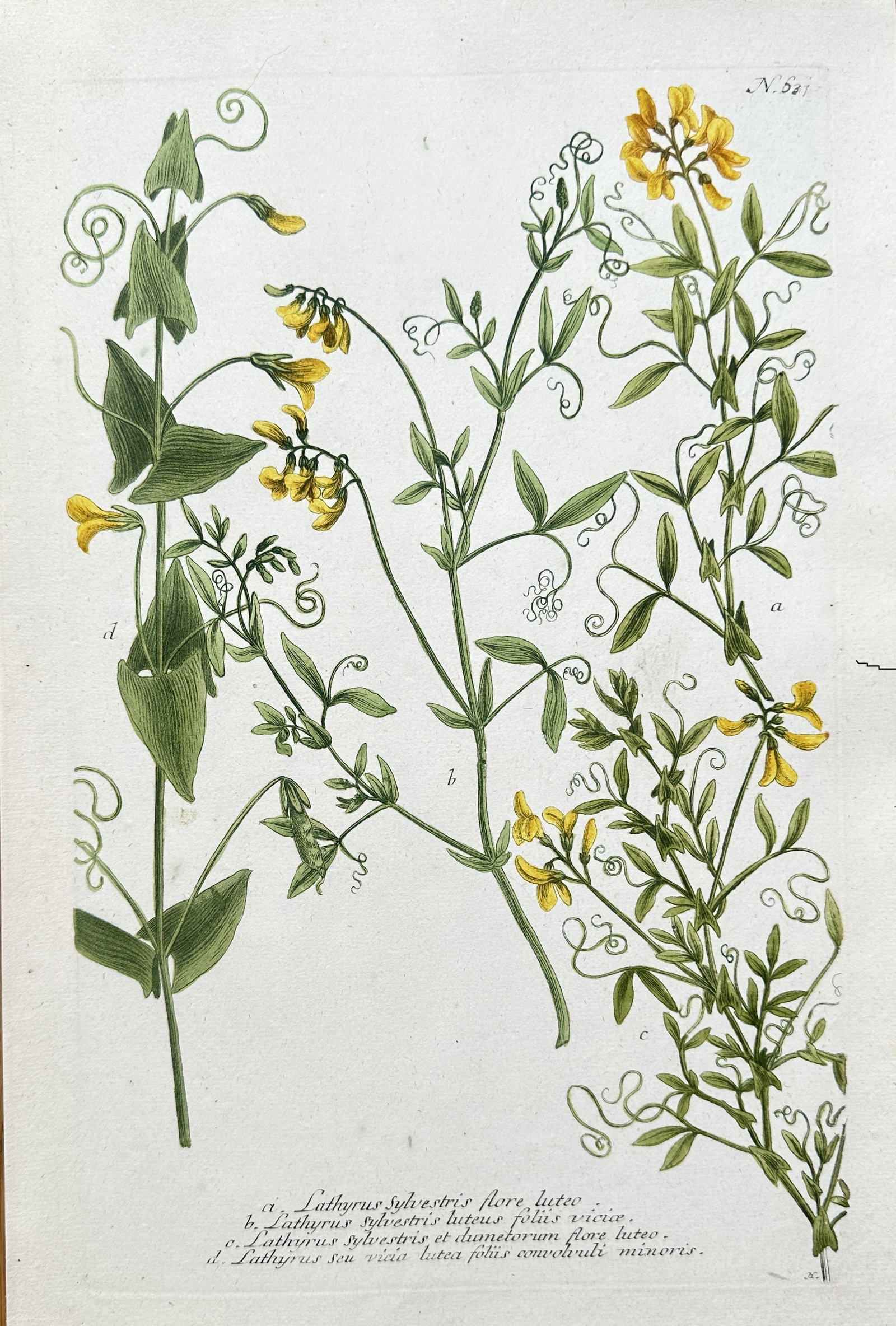 Johann Wilhelm Weinmann (1683–1741) – Lathyrus Sylvestris – engraving, hand-coloured (1 of 3)