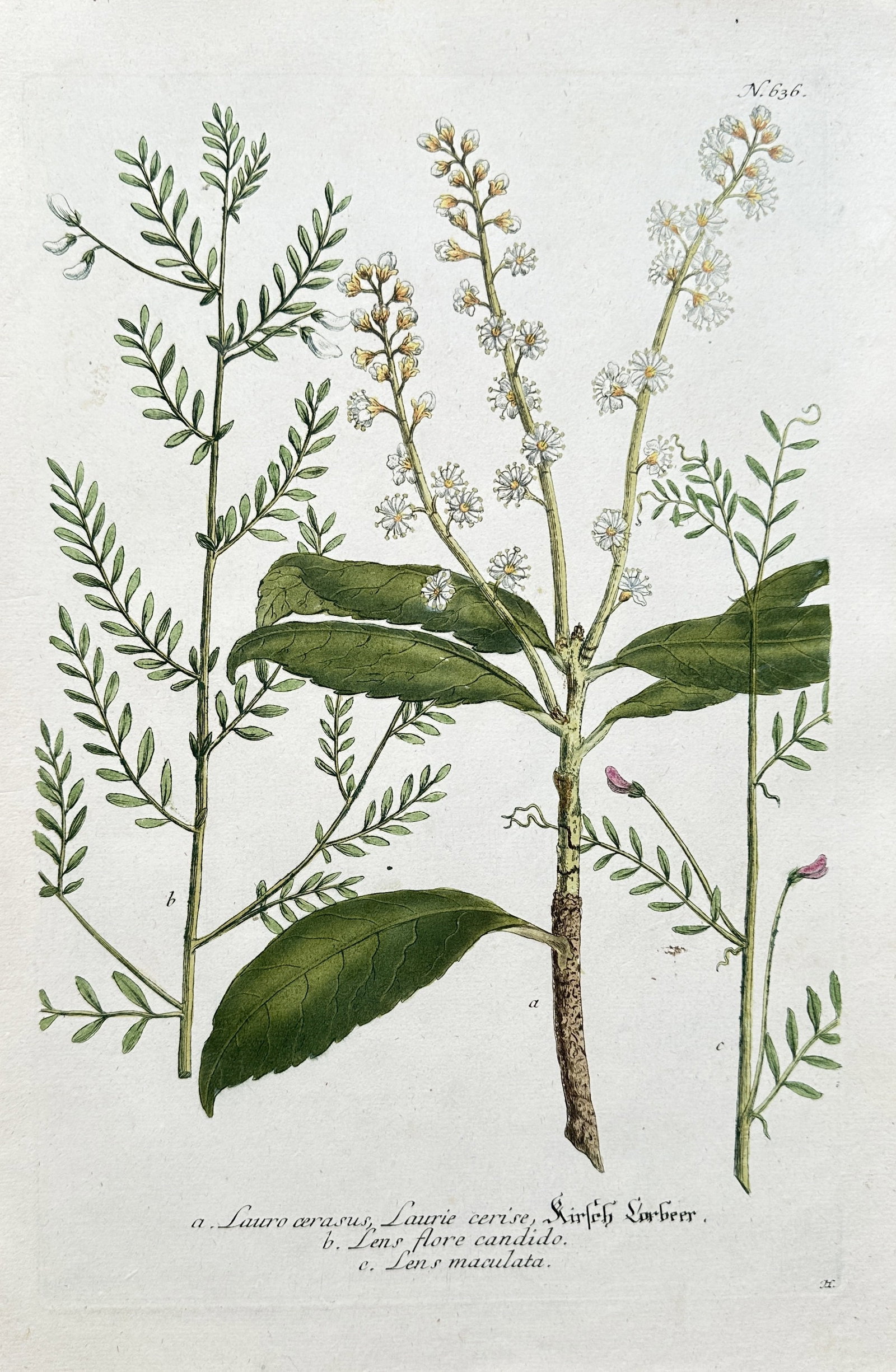 Johann Wilhelm Weinmann (1683–1741) – Lauro ceraso, Lignum cerise, Lathyrus – engraving (1 of 3)