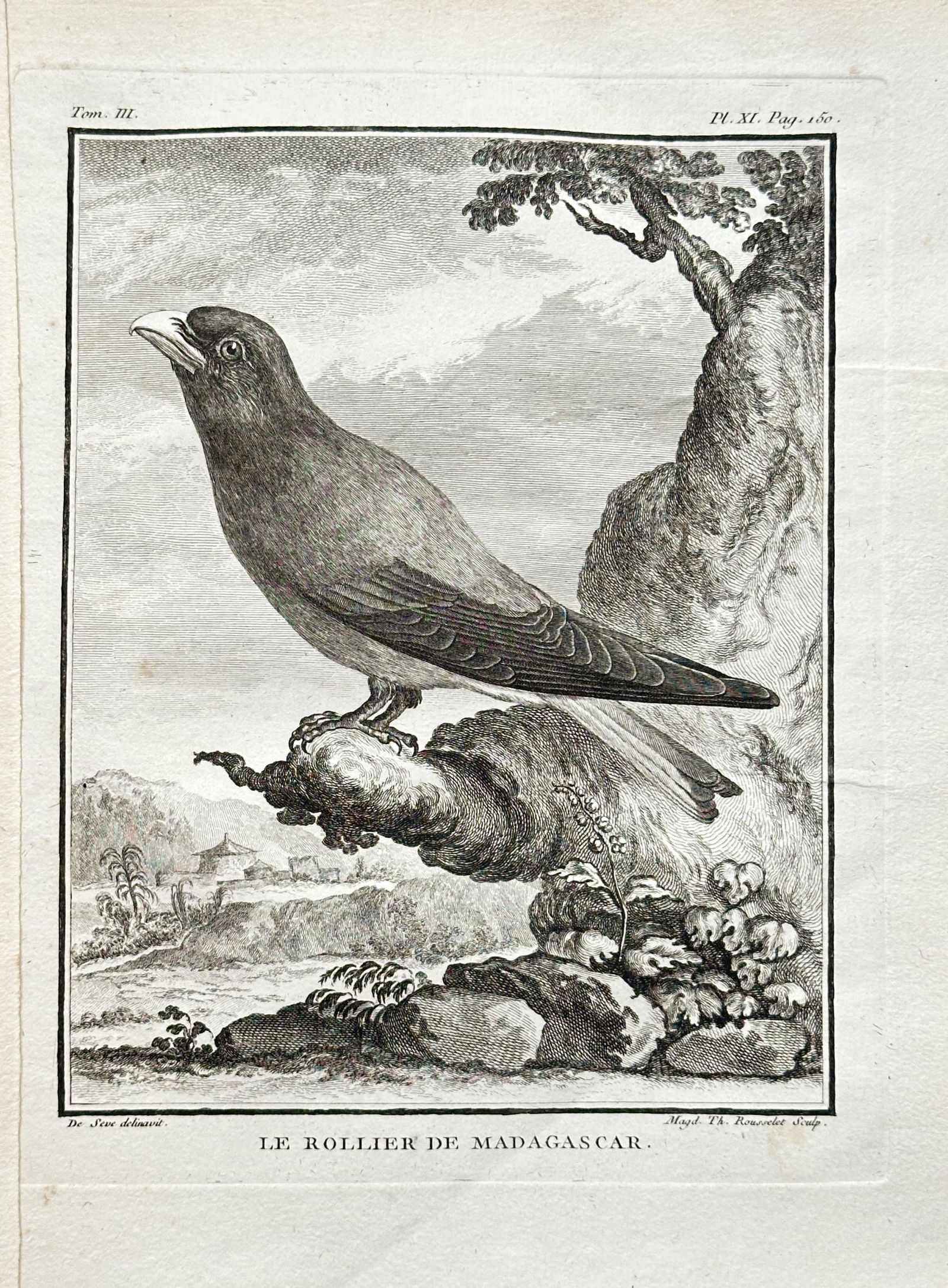 Georges Louis Leclerc, Comte de Buffon (1707–1788) – The Madagascar Roller – Engraving (1779): This engraving, from the publication Histoire Naturelle des Oiseaux, depicts a Madagascar Roller perched on a branch, with a landscape in the background. The work is a detailed scientific illustration