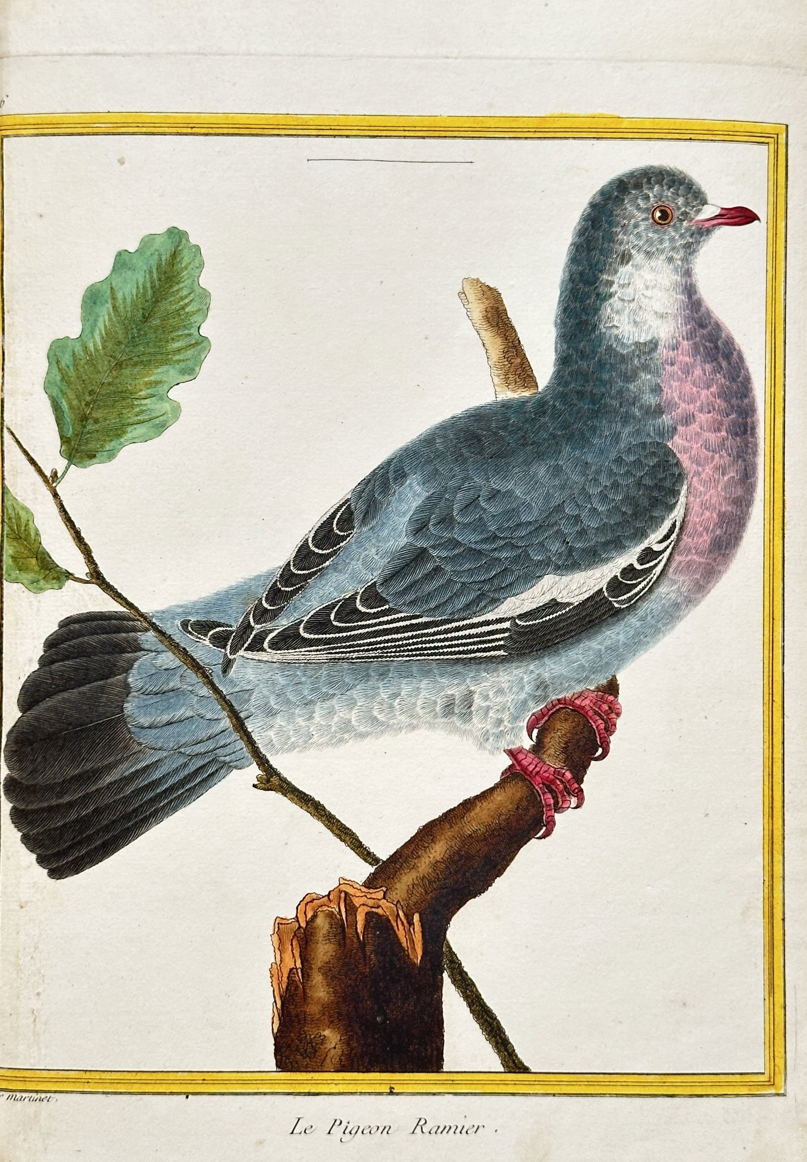 François-Nicolas Martinet (c. 1731–1800) – The Wood Pigeon – Engraving, hand-coloured (c.: This hand-coloured engraving is a botanical and ornithological illustration from the publication Planches Enluminées d'Histoire Naturelle. The work depicts a Wood Pigeon perched on a branch with an o