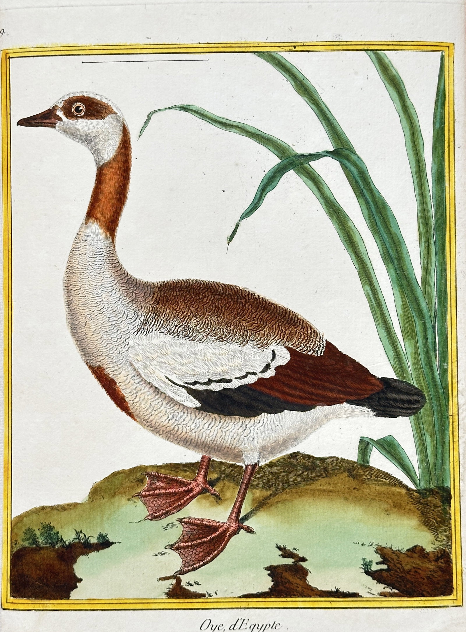 François-Nicolas Martinet (c. 1731–1800) – Egyptian Goose – Engraving, hand-coloured (c. (1 of 3)