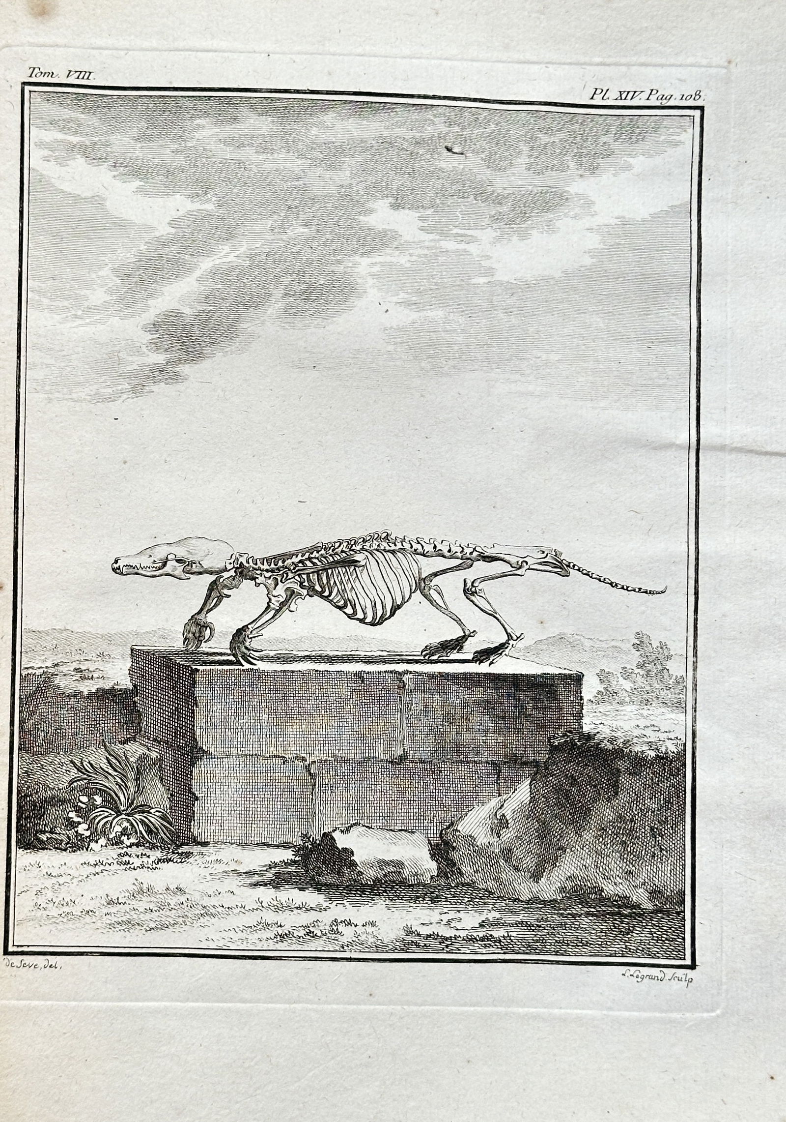 Georges Louis Leclerc, Comte de Buffon (1707–1788) – Skeleton of an Animal – Engraving (1761): This engraving from the publication Histoire Naturelle is a scientific illustration depicting the skeleton of a rodent, placed on a pedestal in a landscape. The work provides a detailed anatomical vie