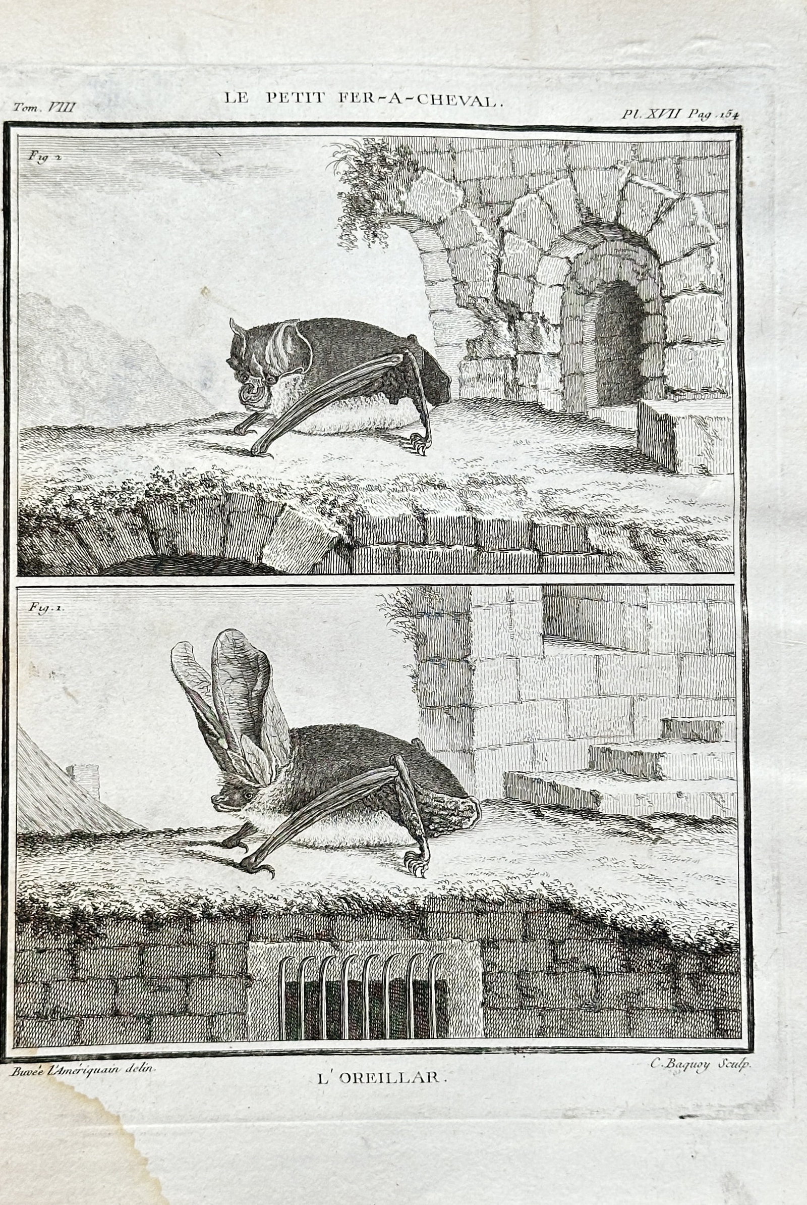Georges Louis Leclerc, Comte de Buffon (1707–1788) – The Lesser Horseshoe Bat – Engraving: This engraving from the publication Histoire Naturelle is a scientific illustration depicting two species of bats. The work provides a detailed view of both the Lesser Horseshoe Bat and the Brown Long