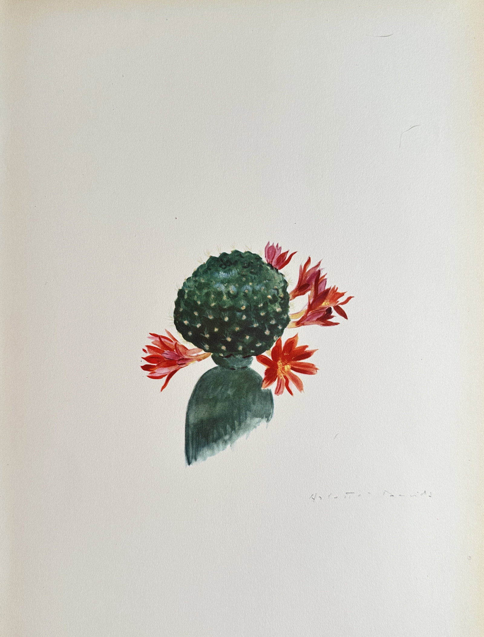 Arlette Davids – Flowering Cactus – Print (c. 1930s-1940s) (1 of 3)