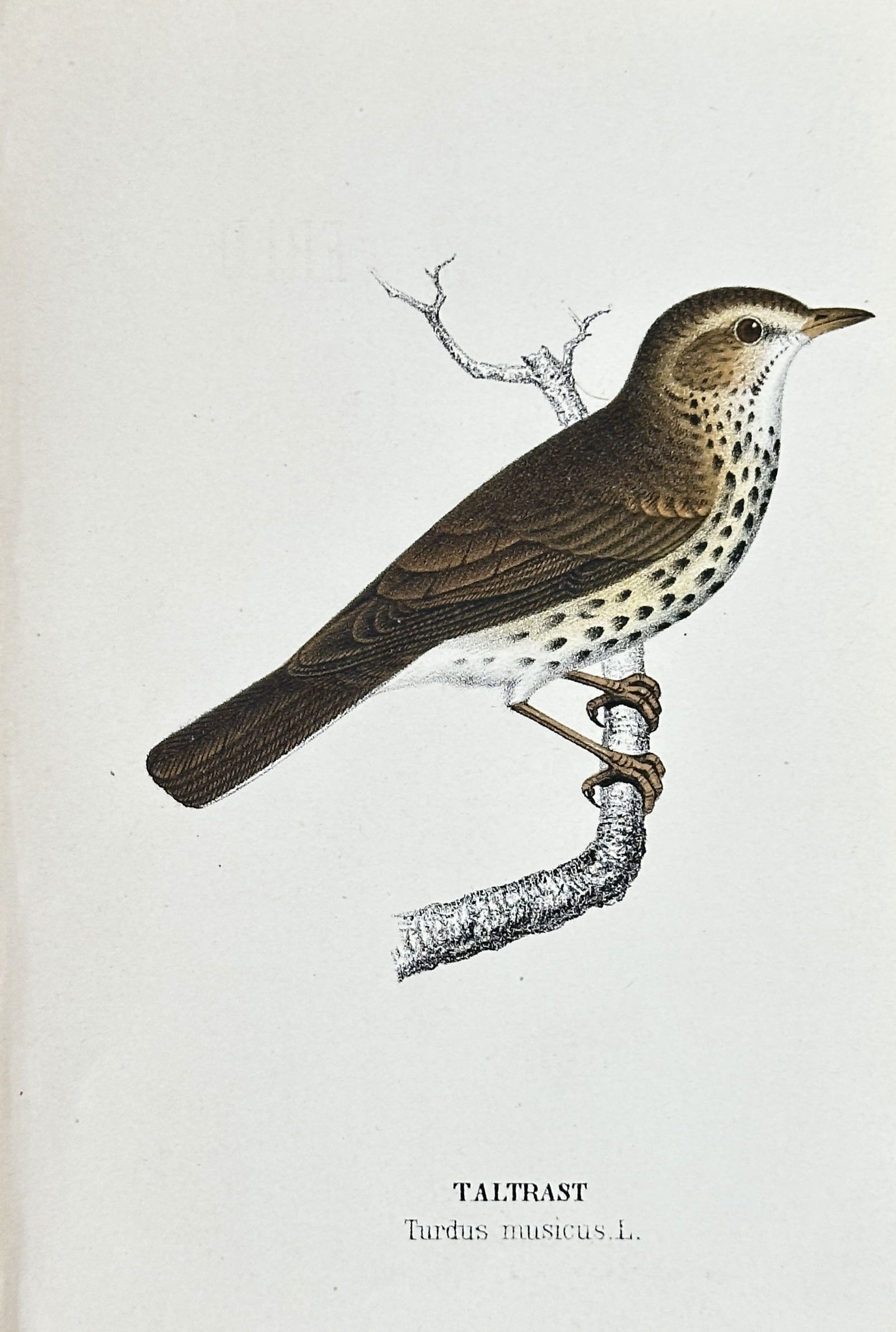 Fredrik Oscar Guldberg (1849-1905) – Song Thrush – Hand-Coloured Lithograph (c. 1890) (1 of 3)