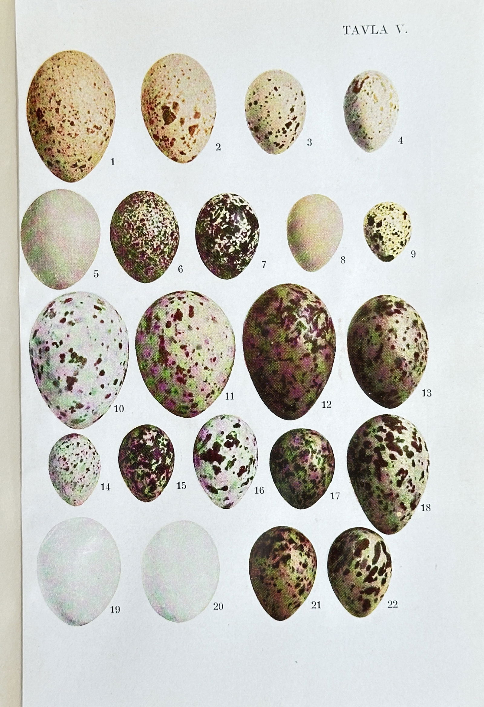 Fredrik Oscar Guldberg (1849-1905) – Bird Eggs – Chromolithograph (c. (1 of 3)