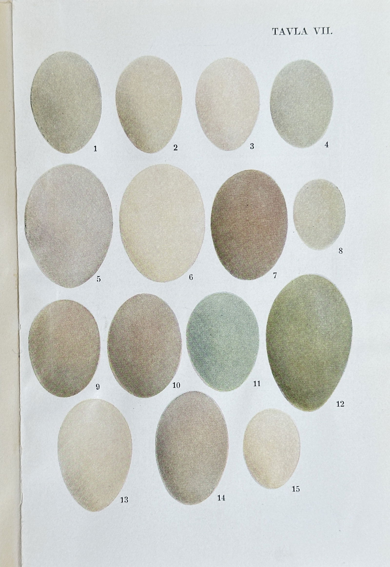 Fredrik Oscar Guldberg (1849-1905) – Ornithological Plate of Bird Eggs – Chromolithograph (c. (1 of 3)