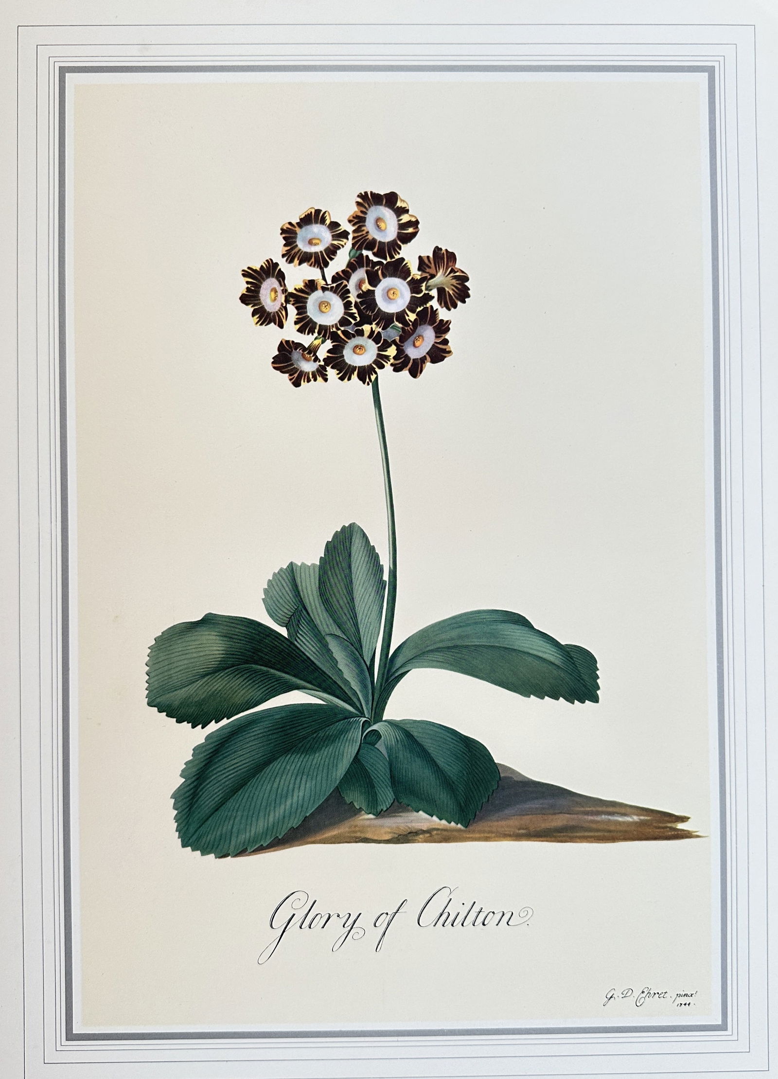 after George Dionysius Ehret – The Glory of Chilton Auricula – offset lithograph (1 of 3)