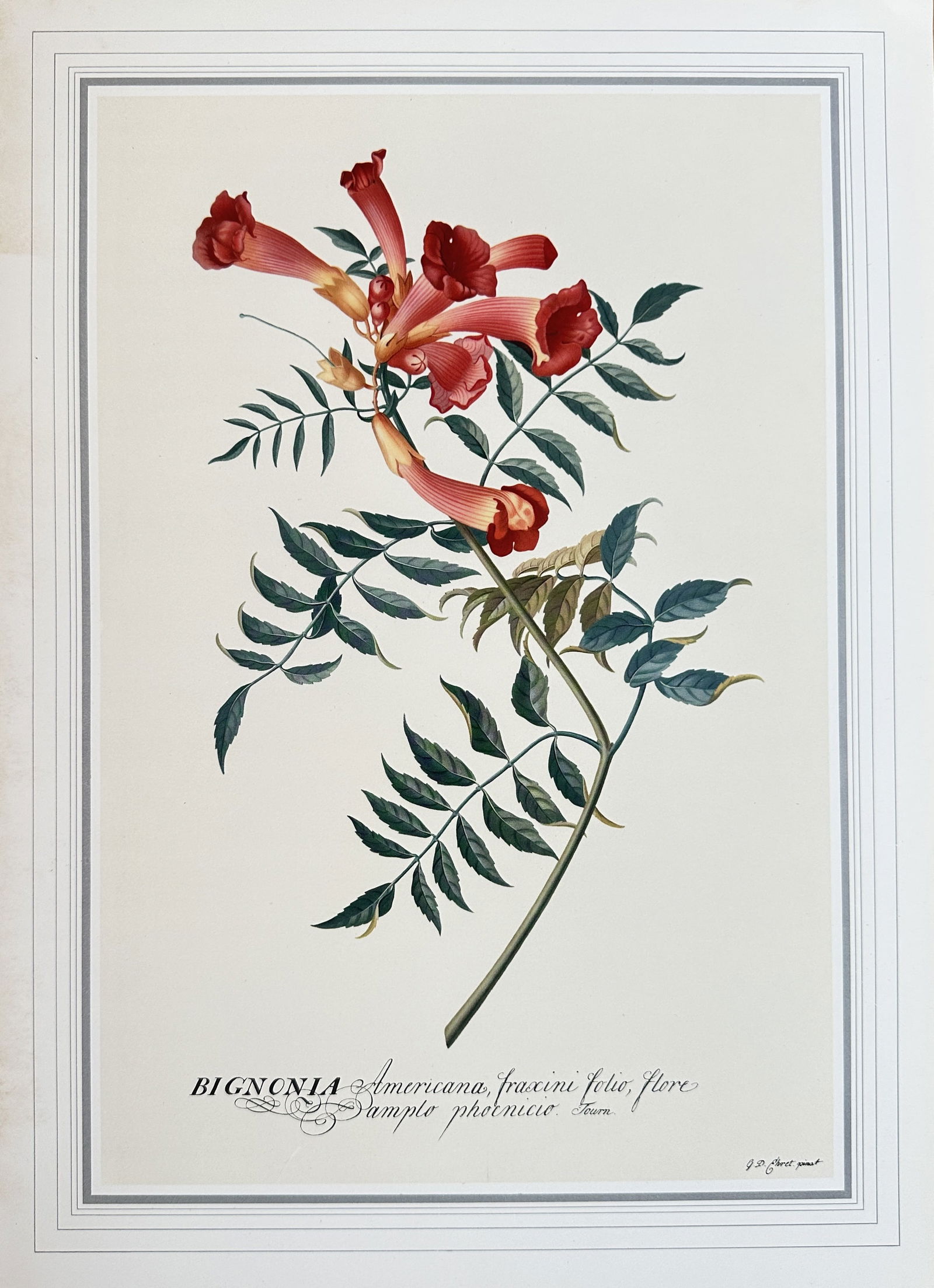 after George Dionysius Ehret – The American Trumpet Vine – offset lithograph (1 of 3)