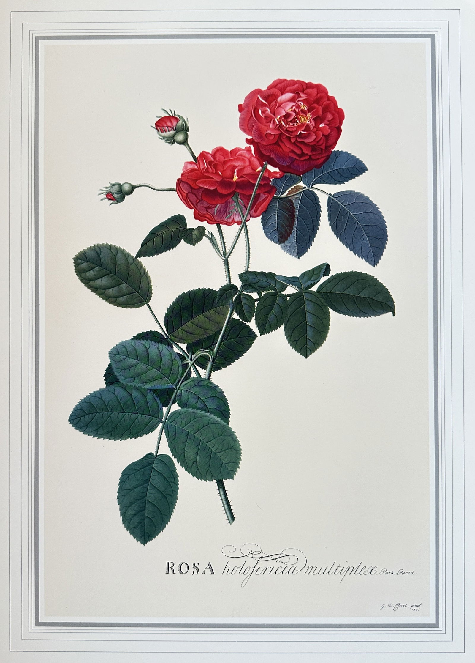 after George Dionysius Ehret – The Double Damask Rose – offset lithograph (1 of 3)